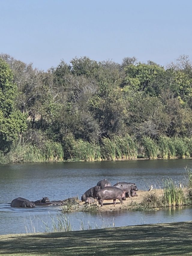 A pod of hippos out of the water on a sandbank across a lake, an egret standing beside them