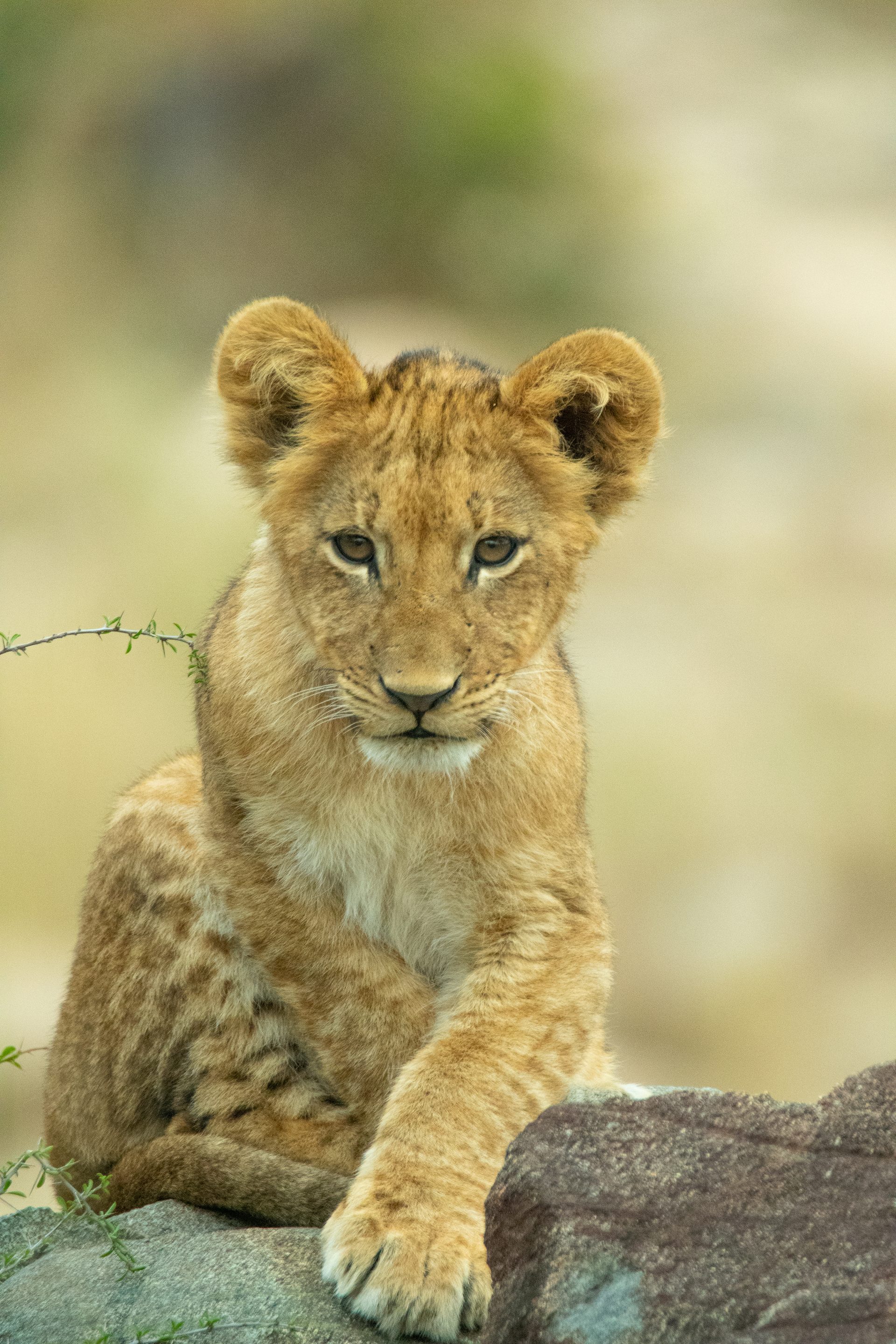 A lion cub sits upright on a rock facing the camera, forepaws over the edge, the bush behind blurred to soft green