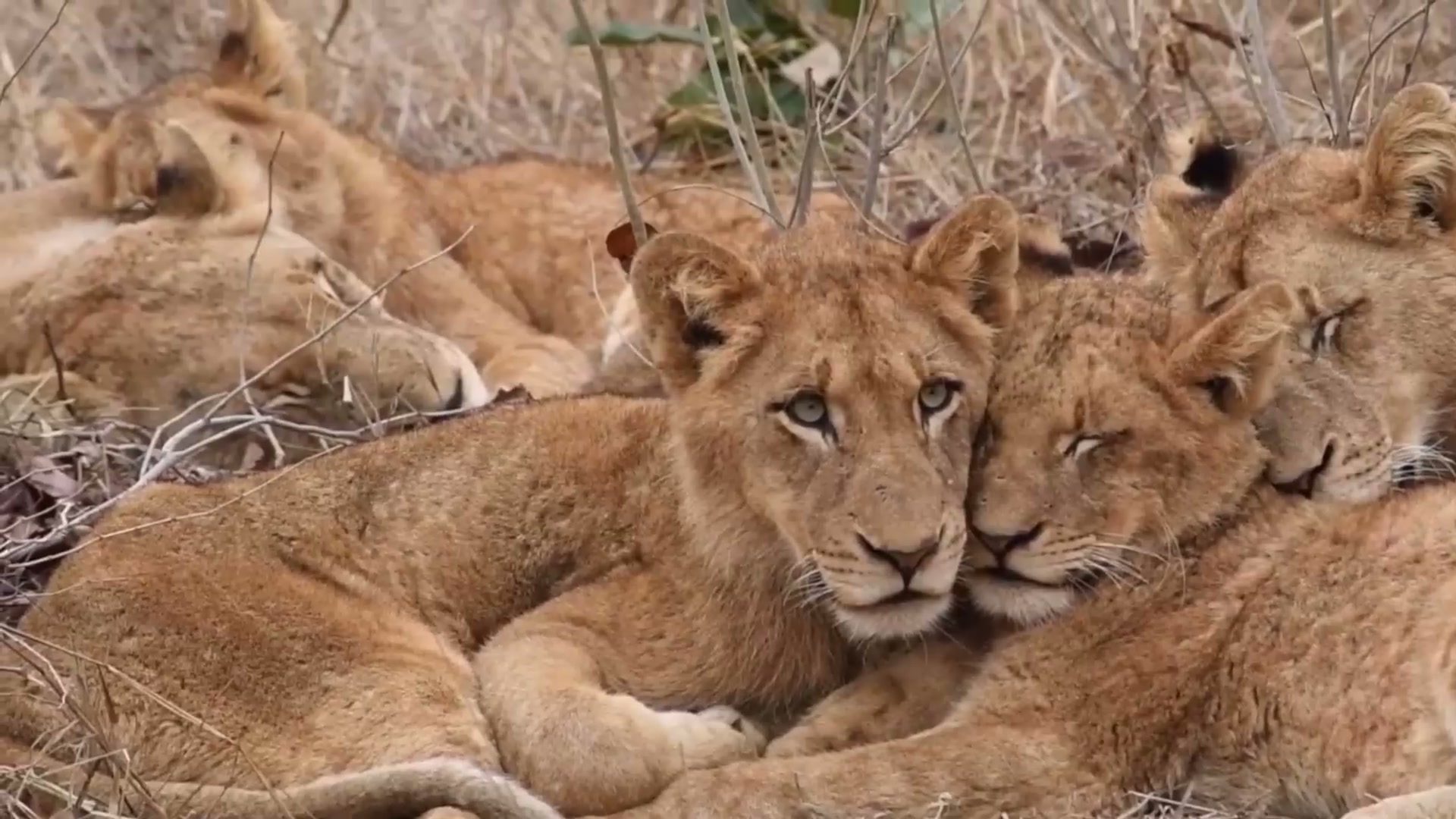 A pride of young lions resting in a heap in dry winter grass, one looking straight into the camera